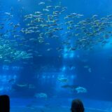 沖縄美ら海水族館の写真